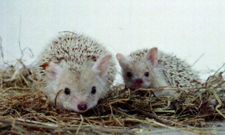 The pygmy Egyptian hedgehog
