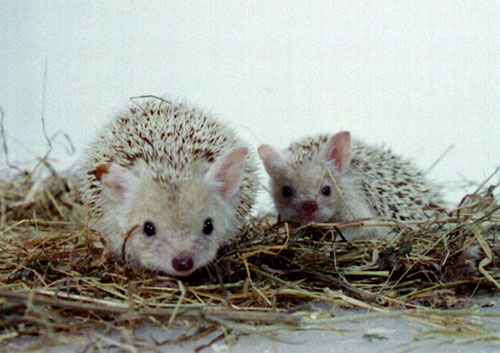 The pygmy Egyptian hedgehog