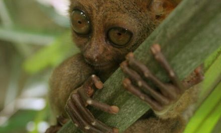 Tarsier – The Real Gremlin