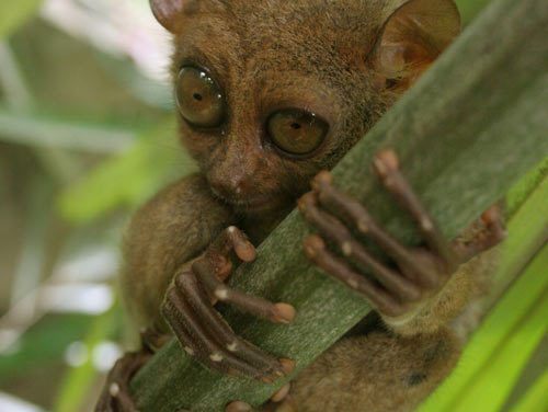 Tarsier – The Real Gremlin