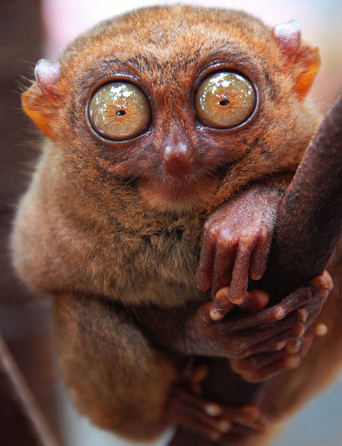 Tarsier looking at the camera - What you lookin' at?