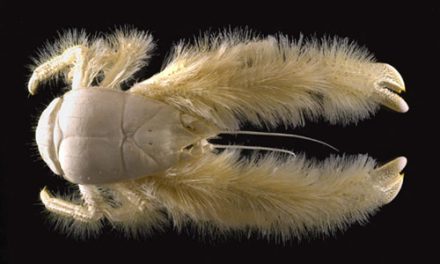 Kiwa hirsuta – The Yeti Crab