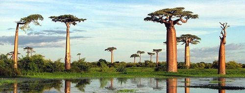 The Baobab tree - One Weirdass Tree