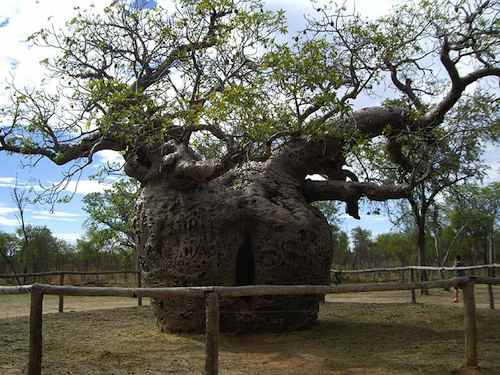 The Prison Tree. Weirdass
