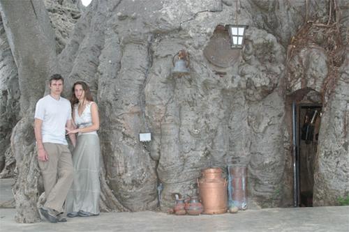 Pub in a tree. A Baobab tree. Weirdass