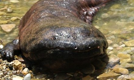 Chinese Giant Salamander