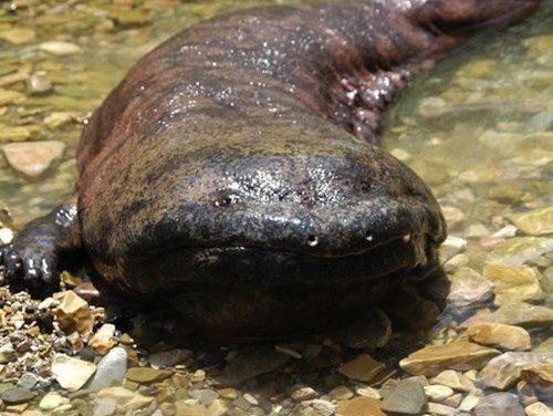 Chinese Giant Salamander