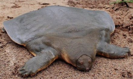 Pelochelys cantorii – Cantor’s giant soft-shelled turtle