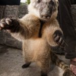 WANTED: Weirdass Animal – Furry, Pig snout, Racoon Tail