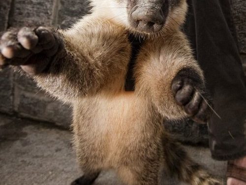 WANTED: Weirdass Animal – Furry, Pig snout, Racoon Tail