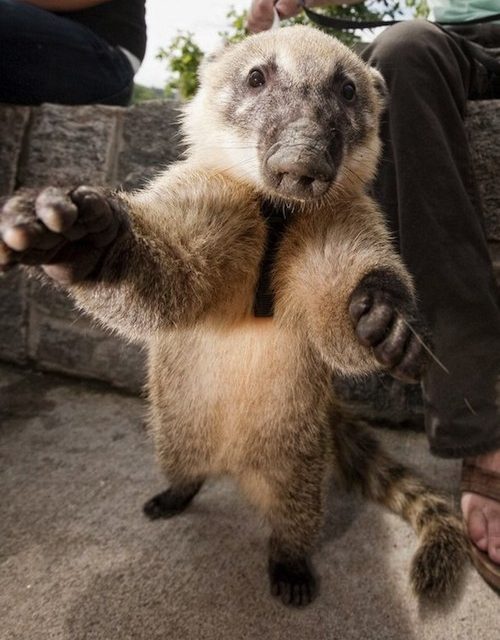 WANTED: Weirdass Animal – Furry, Pig snout, Racoon Tail