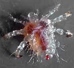 Revenge is best served cold – Buy Crabs Online