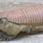 Pink Fairy Armadillo – Weirdass animal of the week
