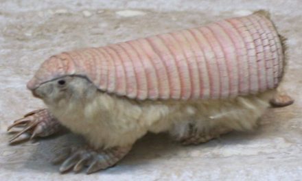 Pink Fairy Armadillo – Weirdass animal of the week