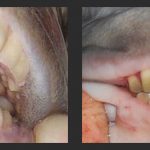 Fish with Human Teeth and Taste for Testicles found in Michigan Lakes