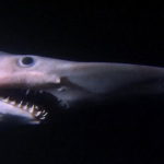 Weirdass Animals: The Goblin Shark looks like a thing of nightmares