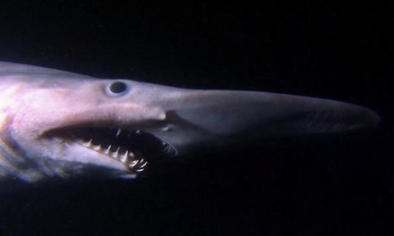 Weirdass Animals: The Goblin Shark looks like a thing of nightmares