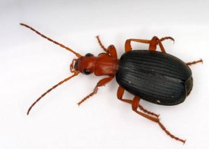 Beetle which farts